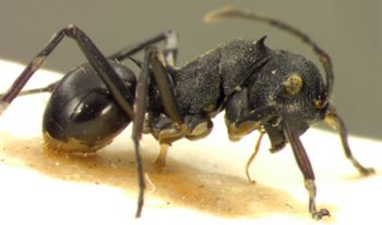 Media type: image; Entomology 21658   Aspect: habitus lateral view